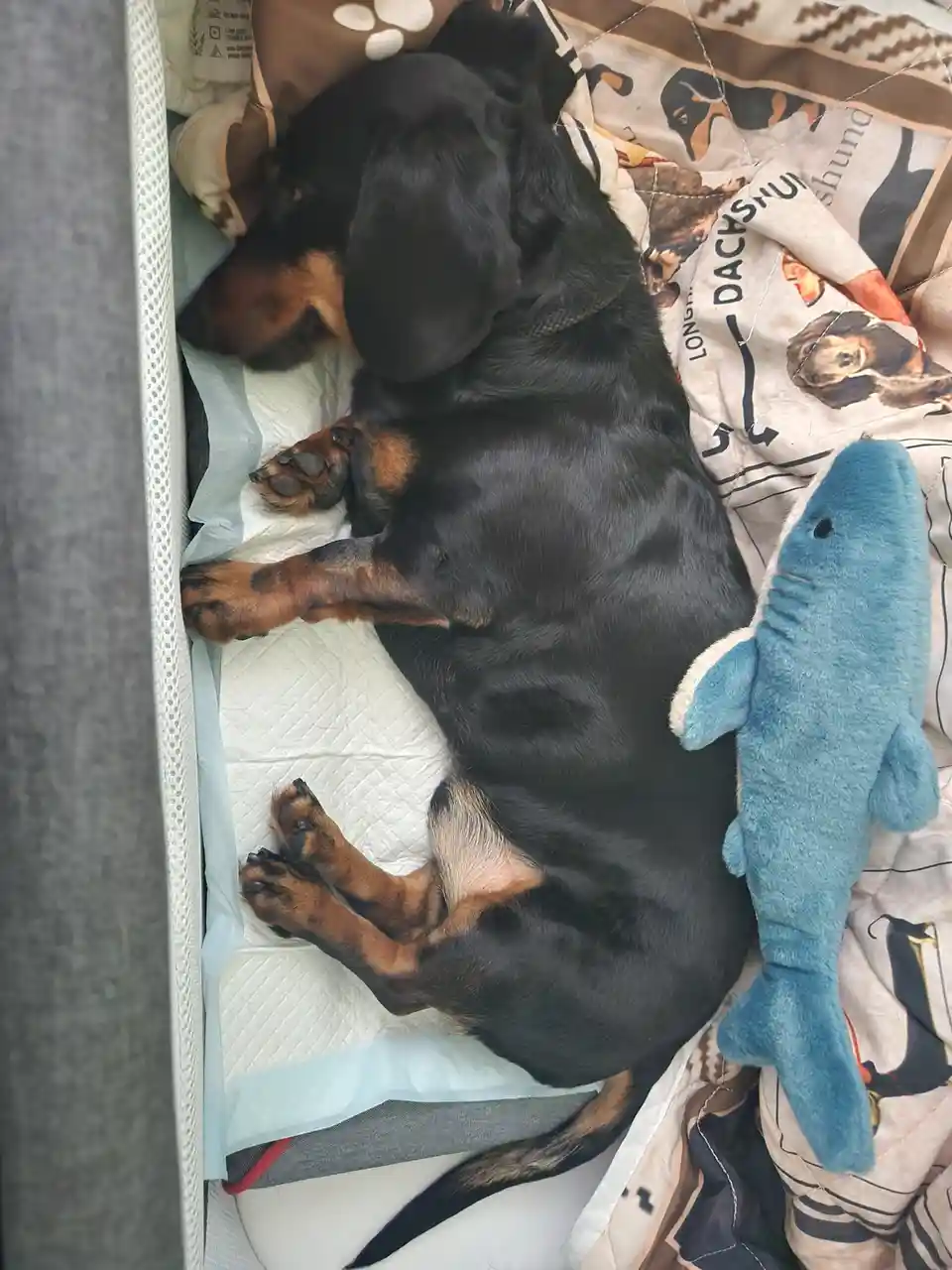 A black and tan dachshund is sleeping on its back on a white pet pad, nestled in a bed with a dachshund-themed quilt. A blue…