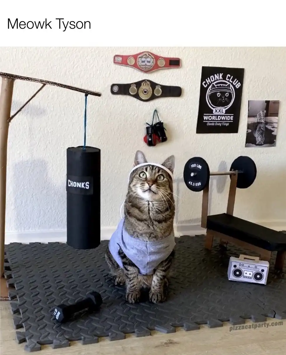 Who Would Win: Tyson or Paul?