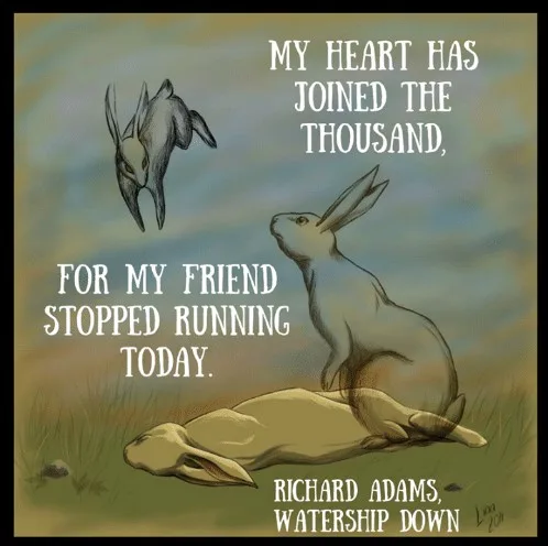 An illustration shows a rabbit sitting beside a fallen rabbit, looking up at a third rabbit flying away. White text overlaid…