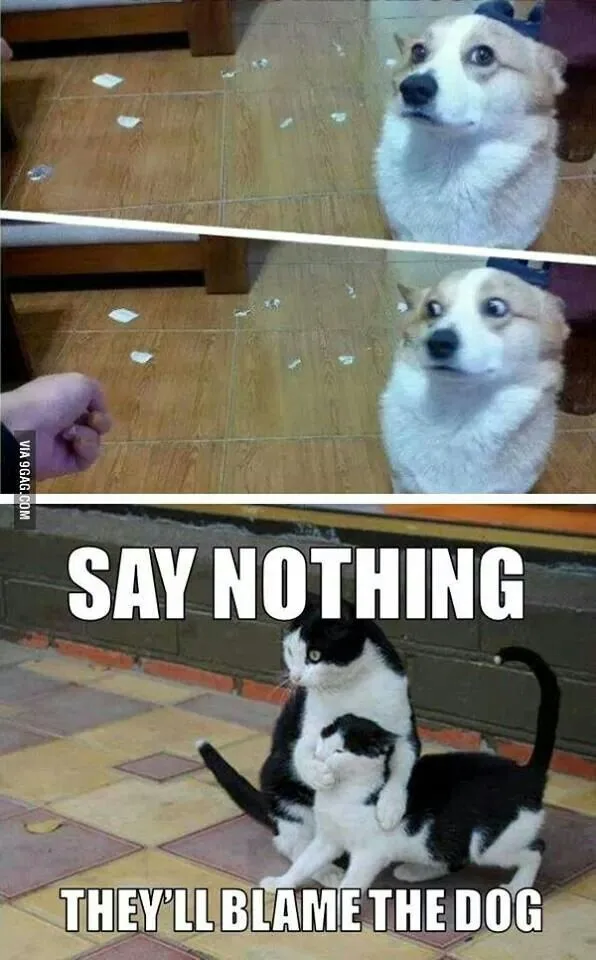 The image is split into two panels. The top panel shows a corgi dog looking up with a guilty expression as a hand holds a…