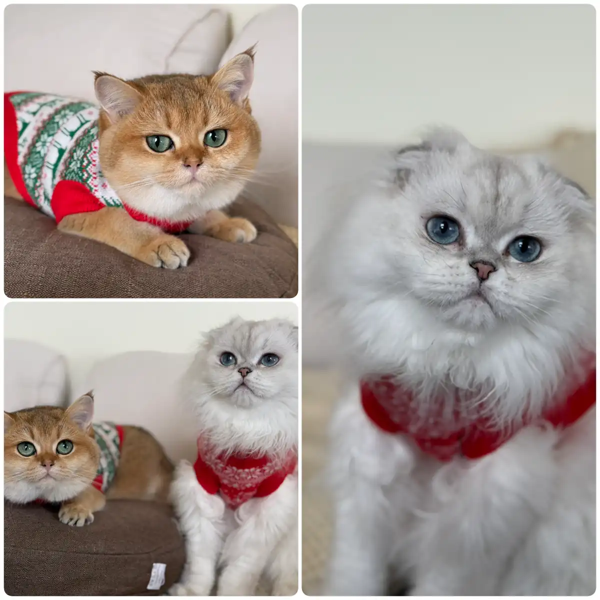 Celebrating Meows Christmas in Style