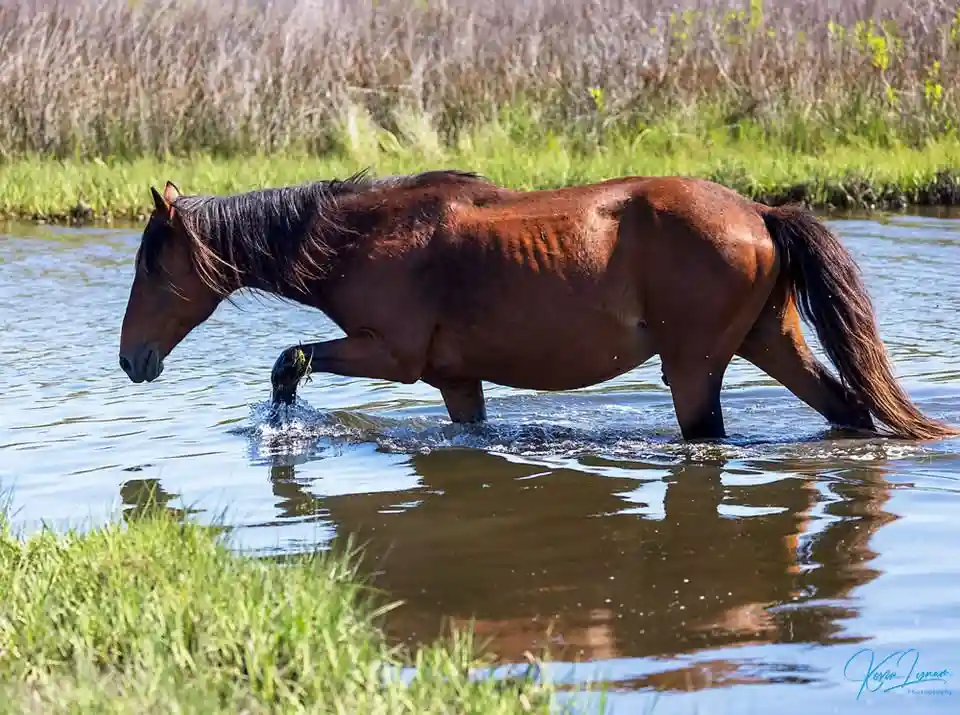 A brown horse with a dark mane and tail is walking through shallow water, lifting one hoof to splash water. The background…