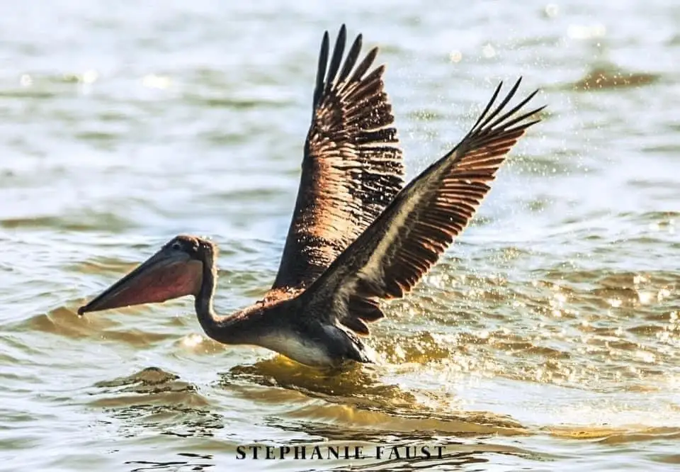 Pelican Posing for the Perfect Shot