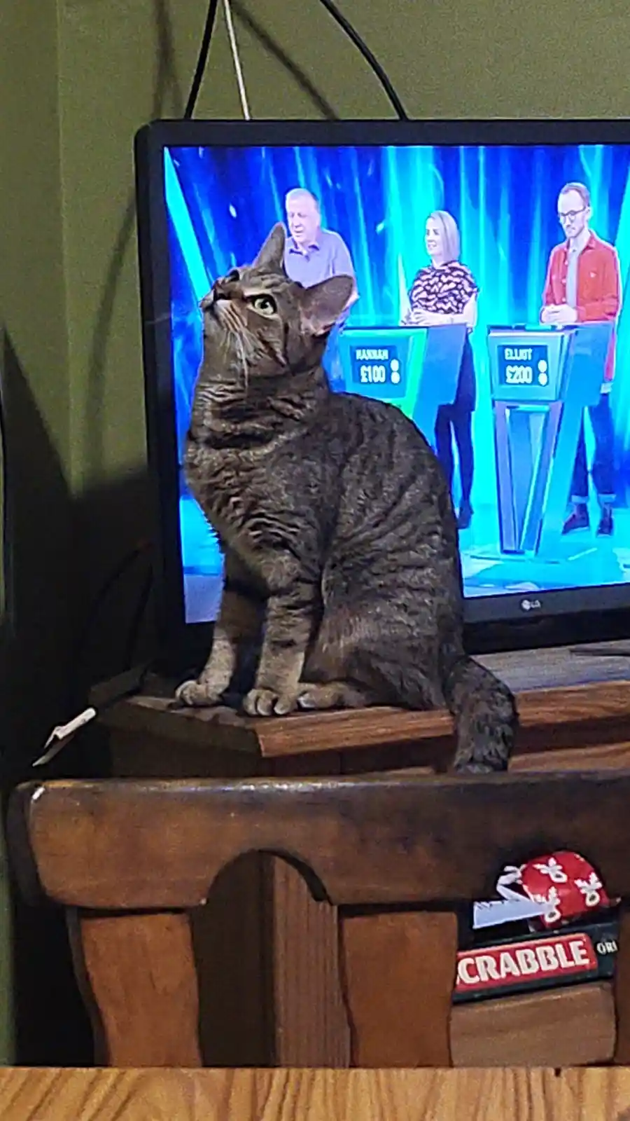 A tabby cat sits perched on a wooden TV stand, looking intently upward at a television screen displaying a game show with…