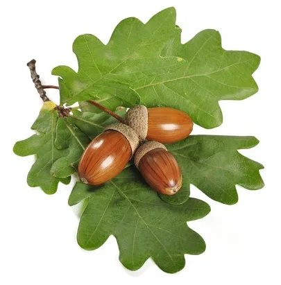 Three acorns with brown caps rest on a cluster of green oak leaves against a white background. The text overlaid on the…