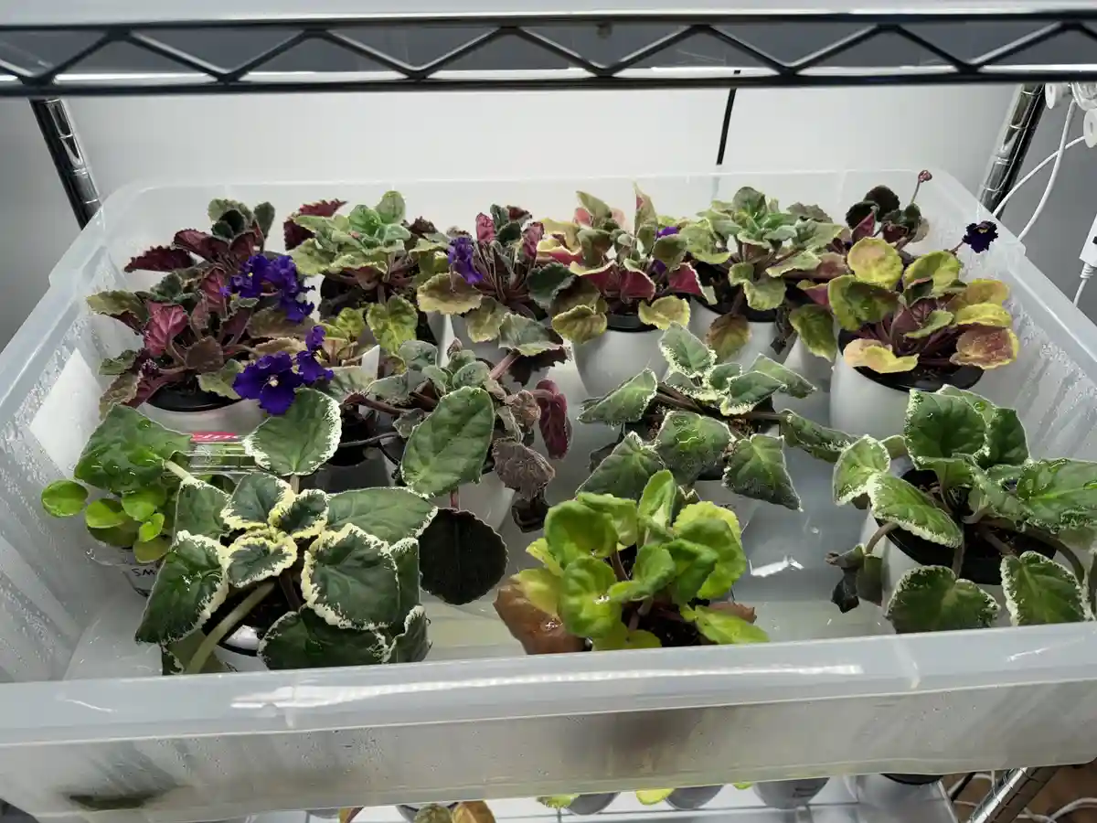 A clear plastic tray filled with numerous small potted African violet plants sits on a metal shelf, the tray containing…