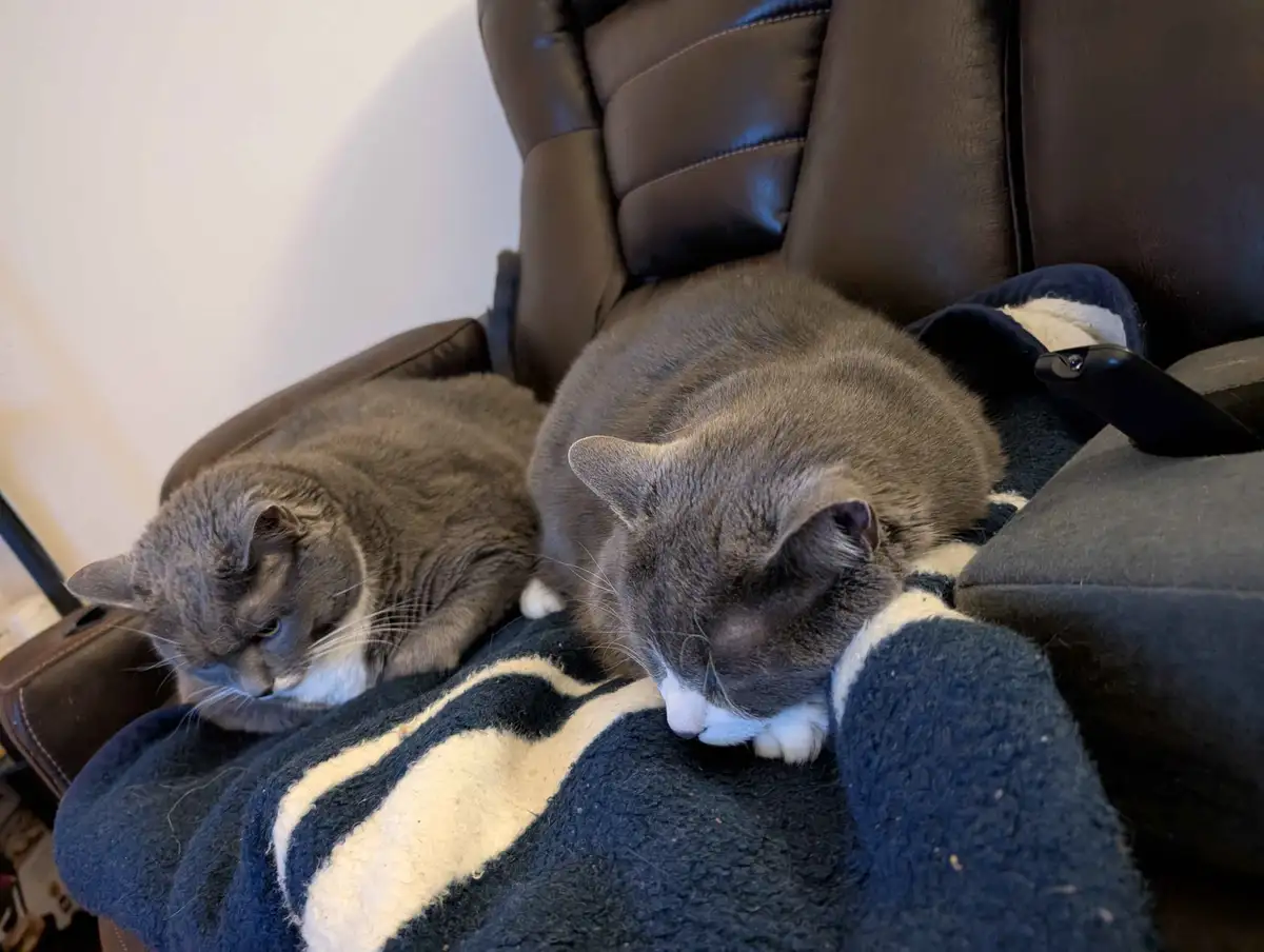 Two gray cats with white paws are sleeping peacefully on a dark blue and white striped blanket draped over a brown leather…