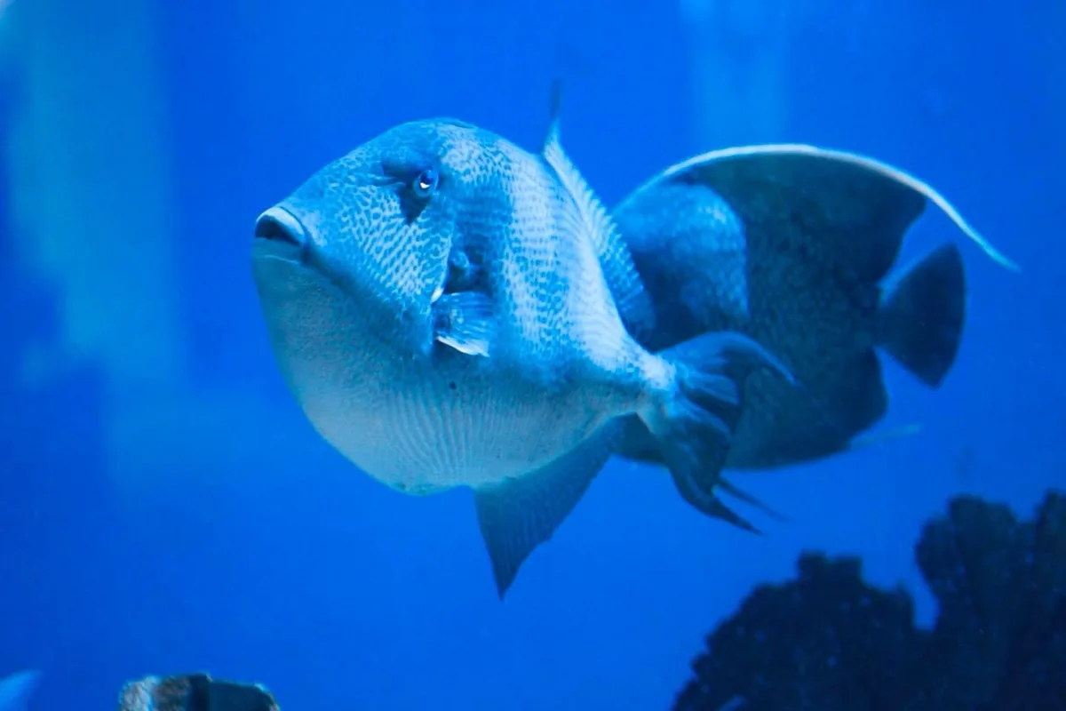 A close-up photo of a large, blue-tinted fish with a round, textured body and prominent fins swimming in a blue aquarium…