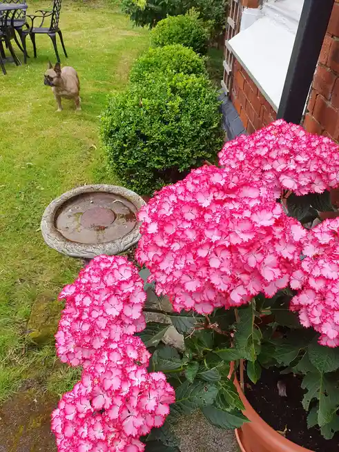 A photo of a backyard garden featuring large, vibrant pink hydrangea flowers in the foreground, a stone birdbath, neatly…