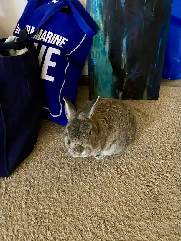 A small, gray rabbit sits curled up on a beige carpet, looking sleepy or uninterested. Behind it are two blue tote bags, one…