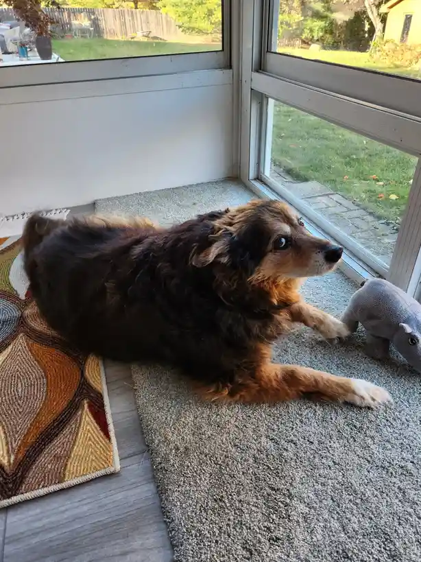 A fluffy brown and black dog lies on a rug near a window, looking out with a sad, pleading expression. Its front paw rests…