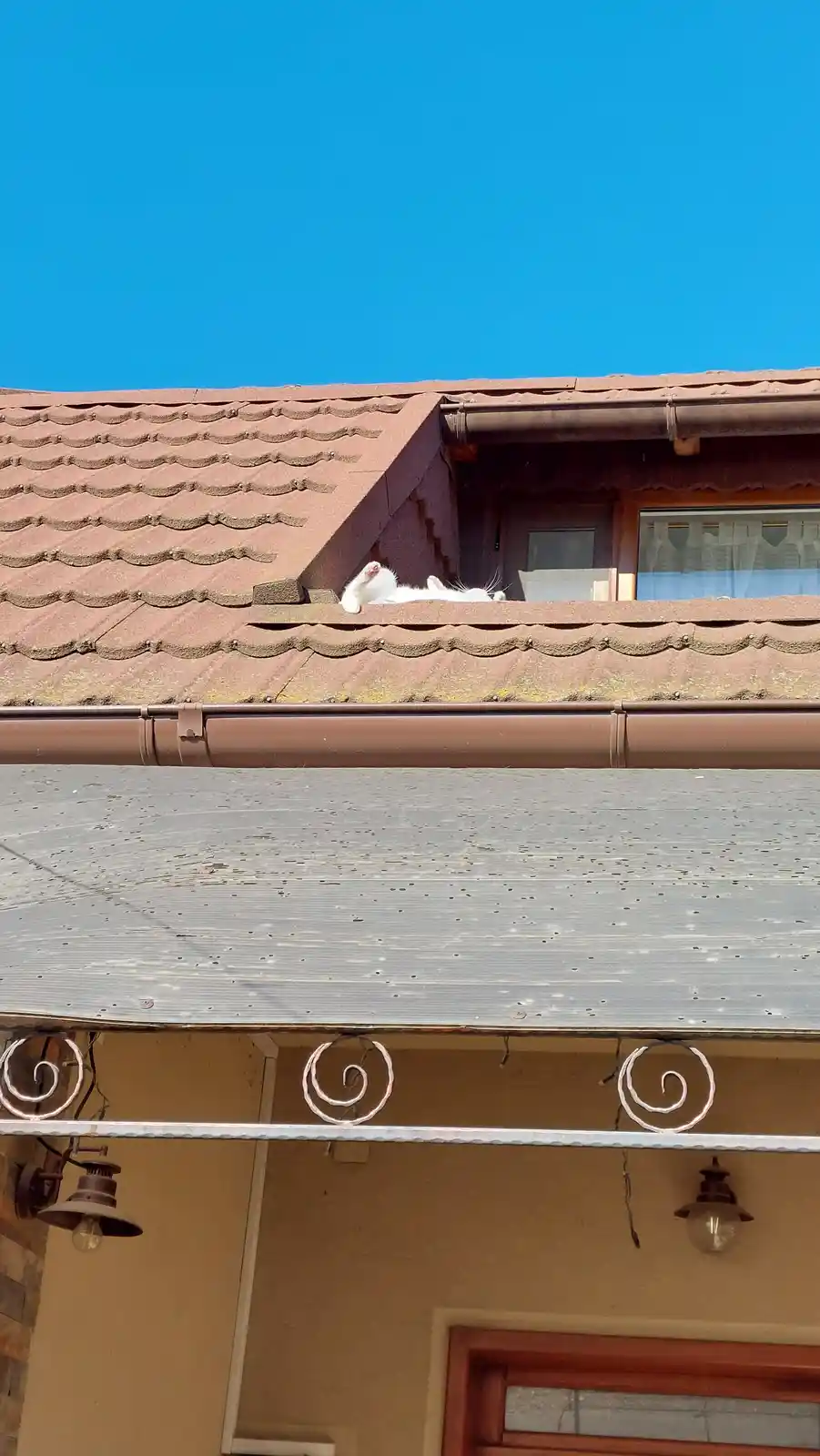 A white cat is lying on its back on a brown tiled roof under a clear blue sky, appearing relaxed and sunbathing. Below the…