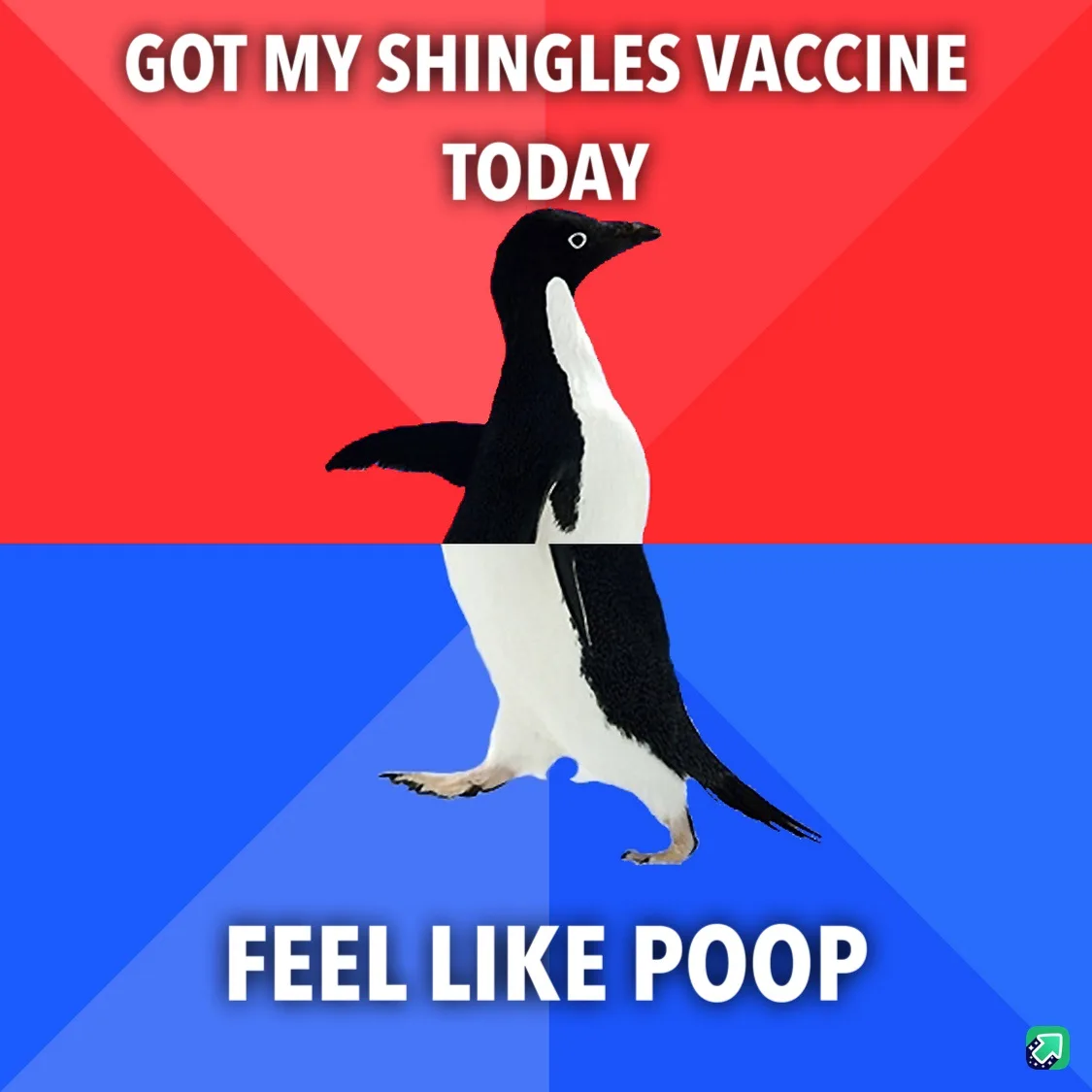 A penguin stands centered against a red and blue background, with white text at the top reading 'GOT MY SHINGLES VACCINE…