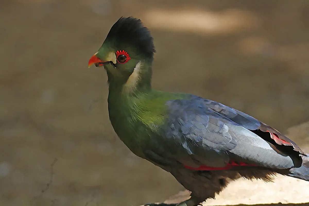 A close-up photograph of a vibrant green bird with a black crest, red eye-ring, and orange beak, standing against a blurred…