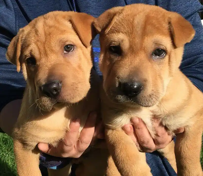 Harper's Brothers: The Dynamic Duo You Didn't Know About