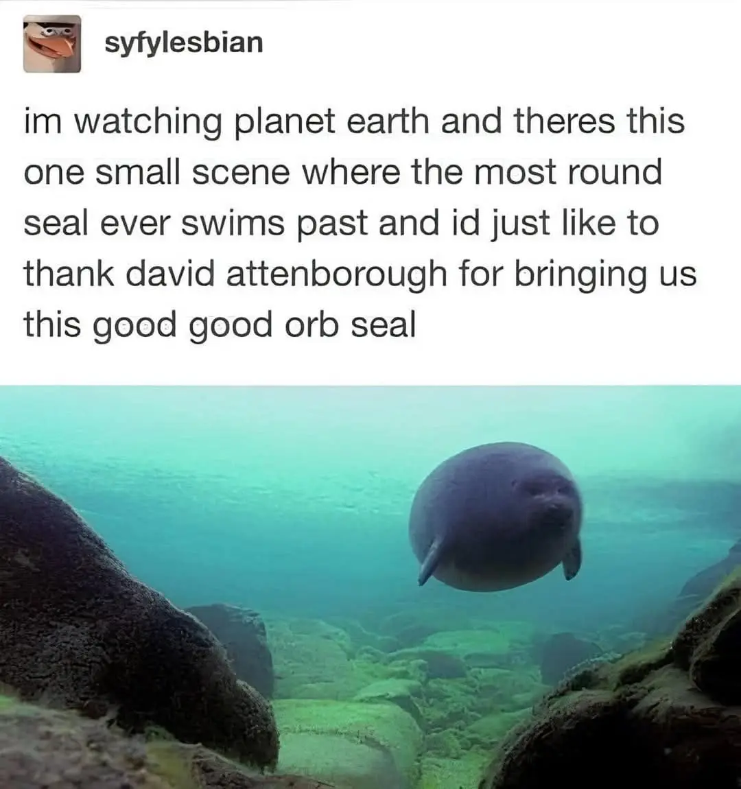 An underwater photo shows a seal with an extremely round, spherical body swimming between moss-covered rocks in turquoise…
