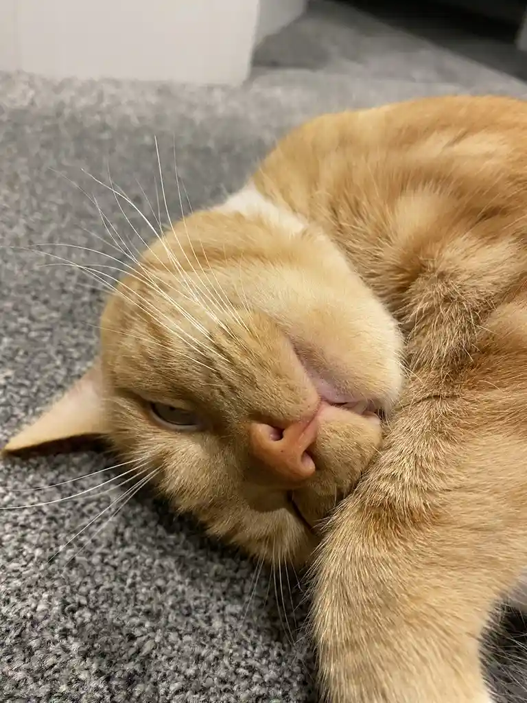 Biscuit's Daily Dose of Cuteness