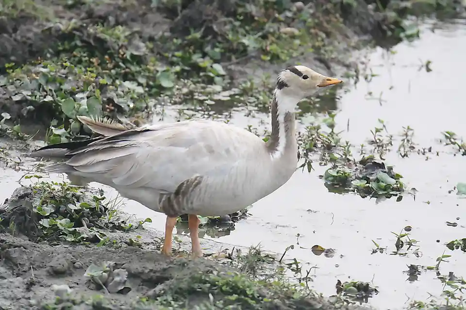 A bar-headed goose stands at the muddy edge of a shallow, plant-filled body of water, looking alertly to the side. The bird…