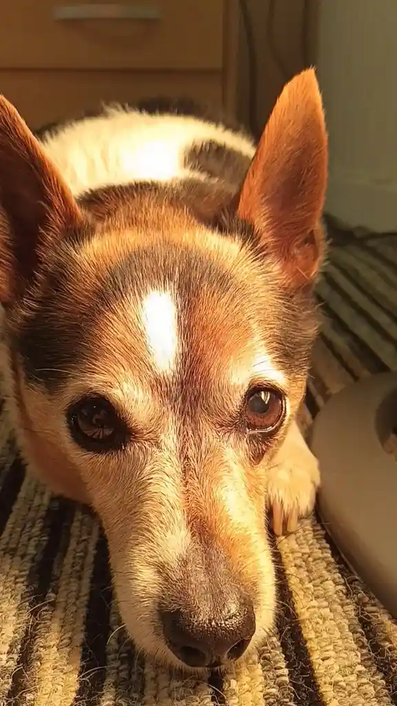 A close-up photo of a tricolor dog with large, soulful eyes and perked ears, looking directly at the camera from a striped…