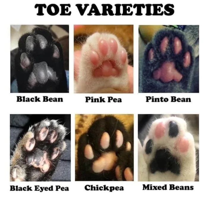 A meme image titled 'TOE VARIETIES' displays six photos of different cat paw pads, each labeled with a type of bean. The top…