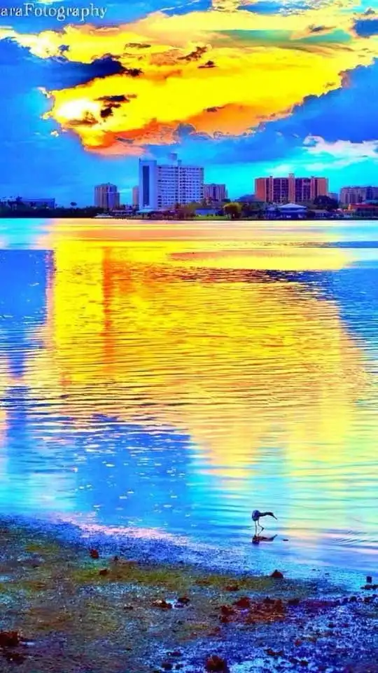 A highly saturated, stylized photo shows a bird standing in shallow water near a shoreline, with a city skyline and a…