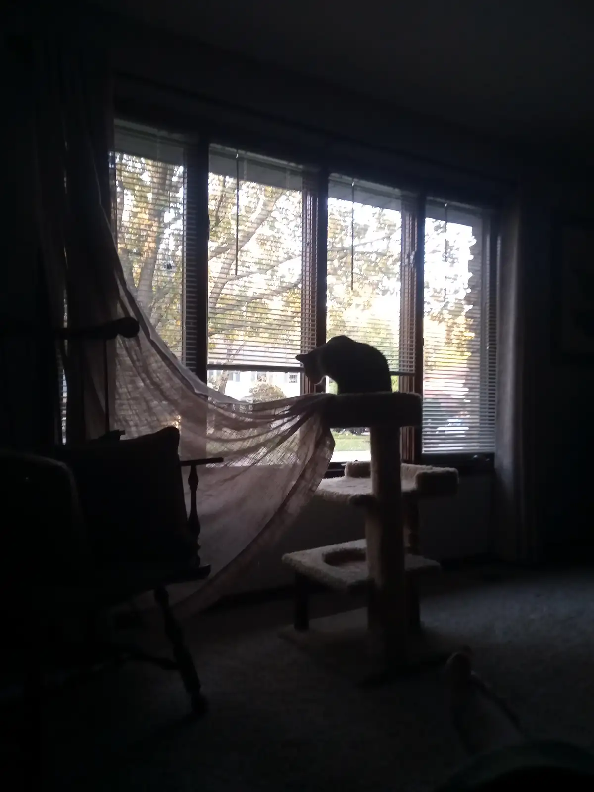A dark indoor photo shows a cat silhouetted on a cat tree, looking out a window with blinds. A sheer curtain hangs nearby…