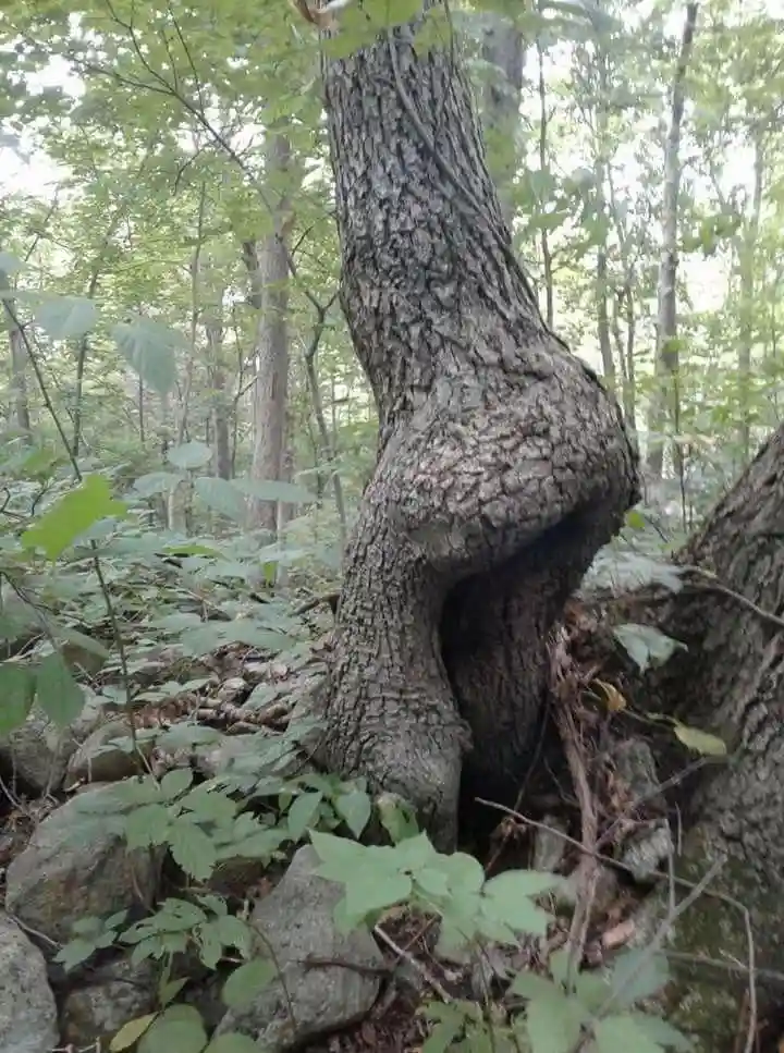 a tree in a forest has a thick, gnarled trunk that curves inward at the base, creating a shape resembling a thong. The…