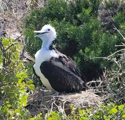 A young frigatebird with white head and chest, dark wings, sits in a nest of twigs among green bushes. The bird has its beak…