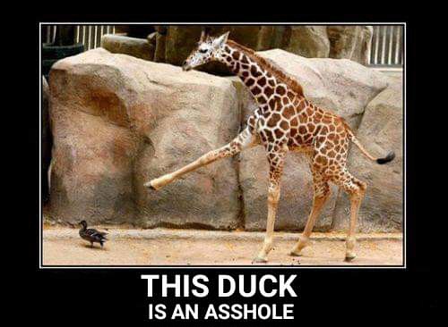 He Knows Exactly What He Did