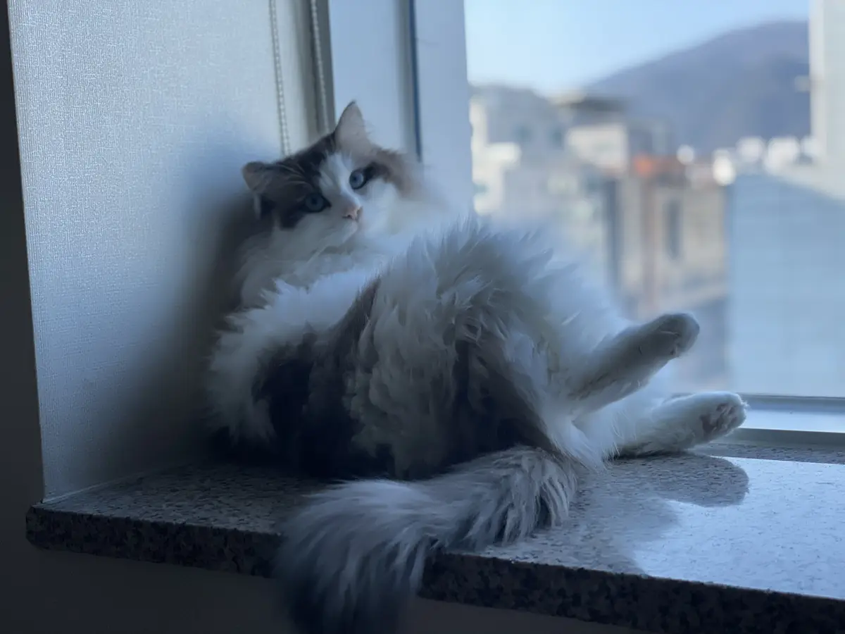 Catty's sitting pretty