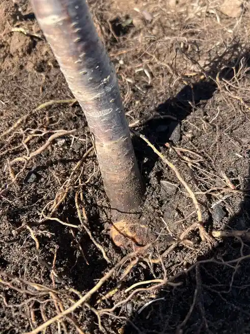 The Intriguing World of Root Flare