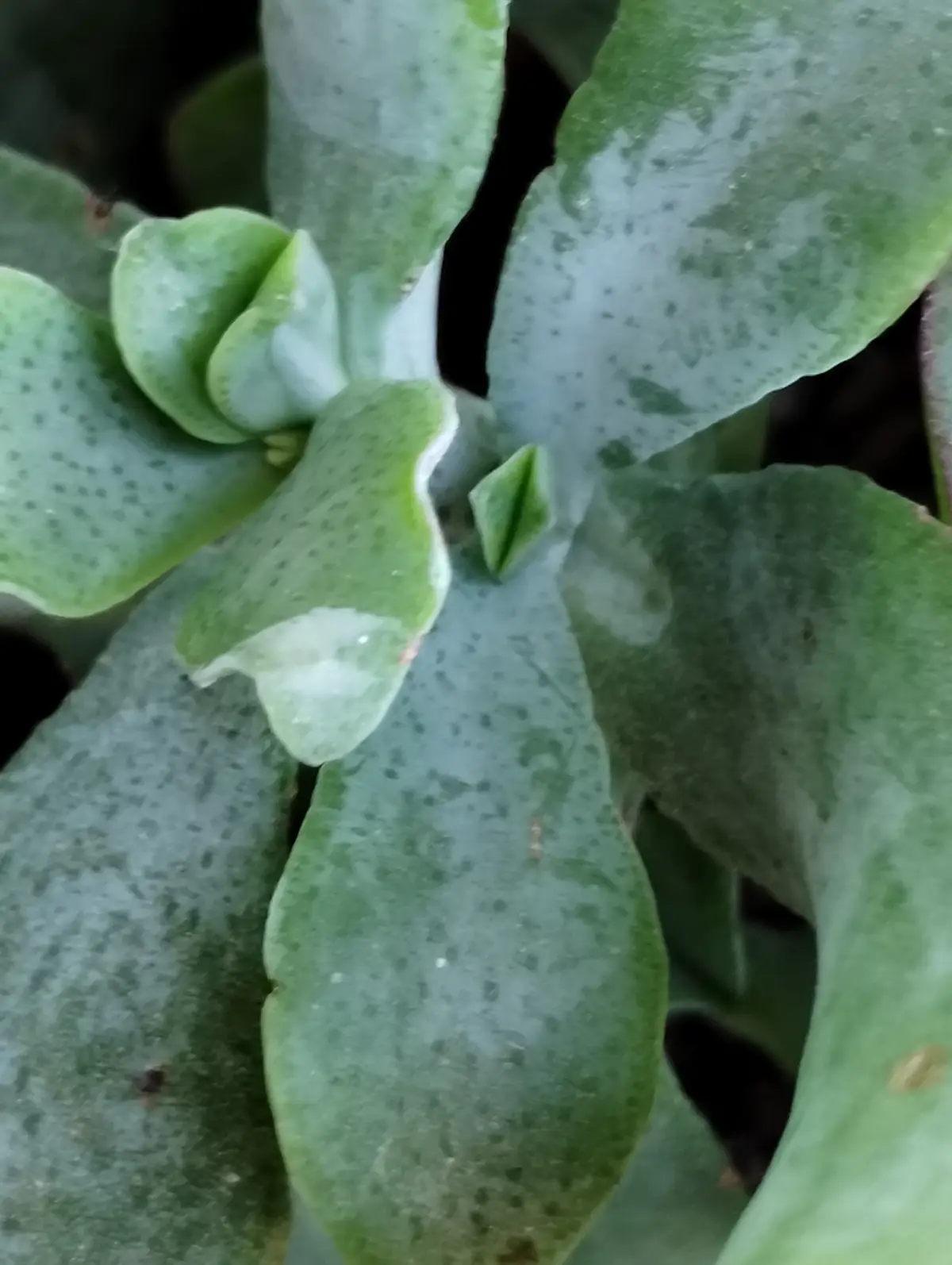 A close-up photo of a succulent plant with thick, fleshy green leaves speckled with tiny dots, showing a small, curled leaf…
