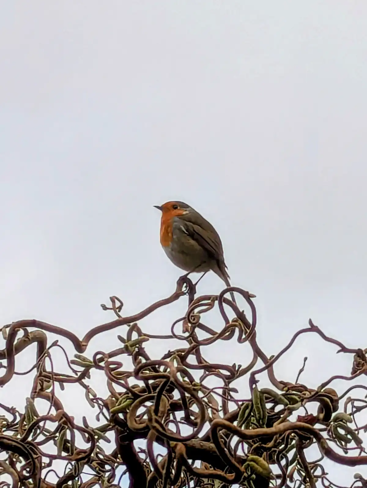 A small bird with a bright orange-red breast and brownish-grey feathers perches atop a tangled, gnarled bush with sparse…