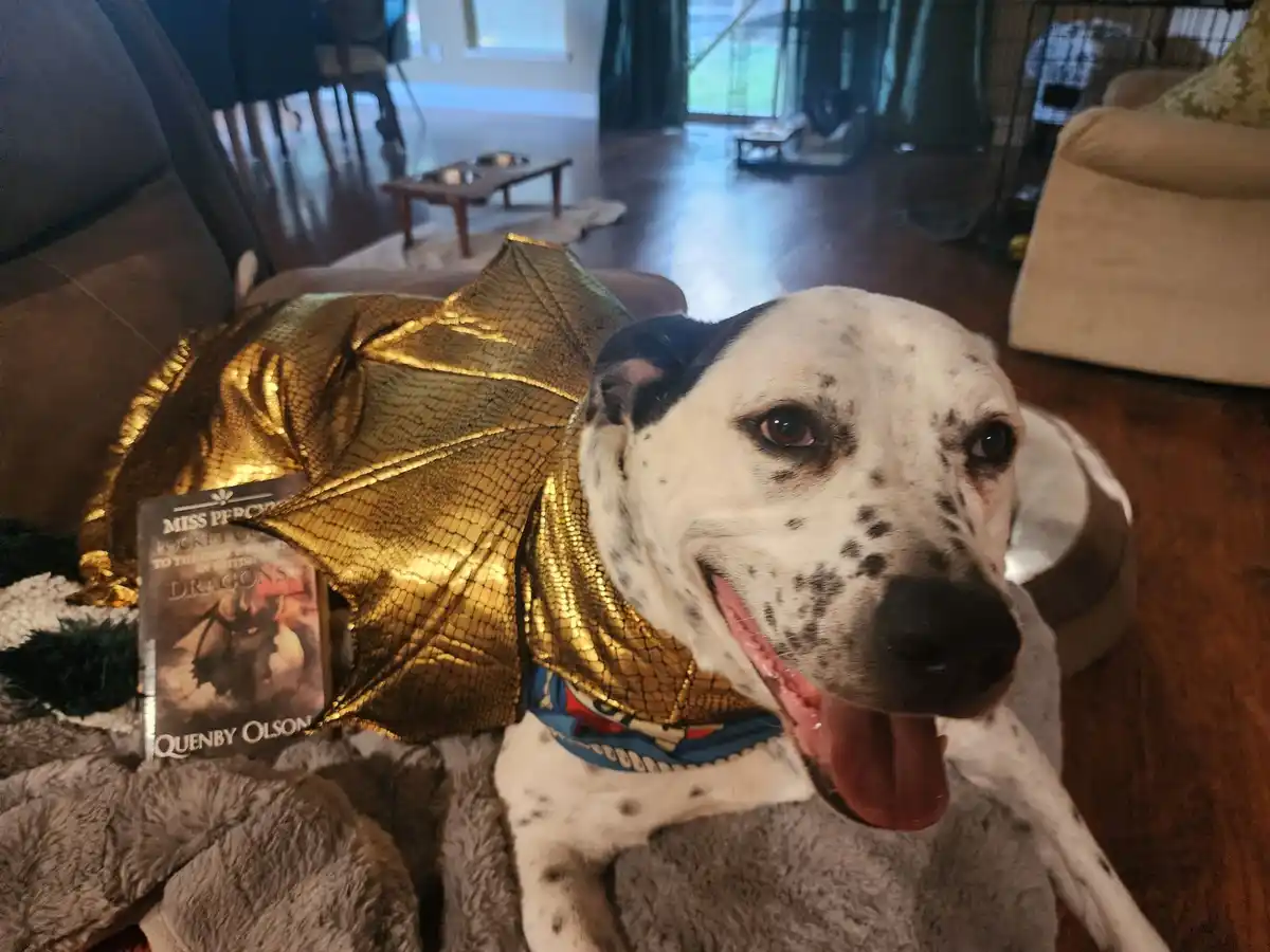 A white and black spotted dog wearing a shiny gold dragon costume with wings, sitting on a grey blanket indoors. A…