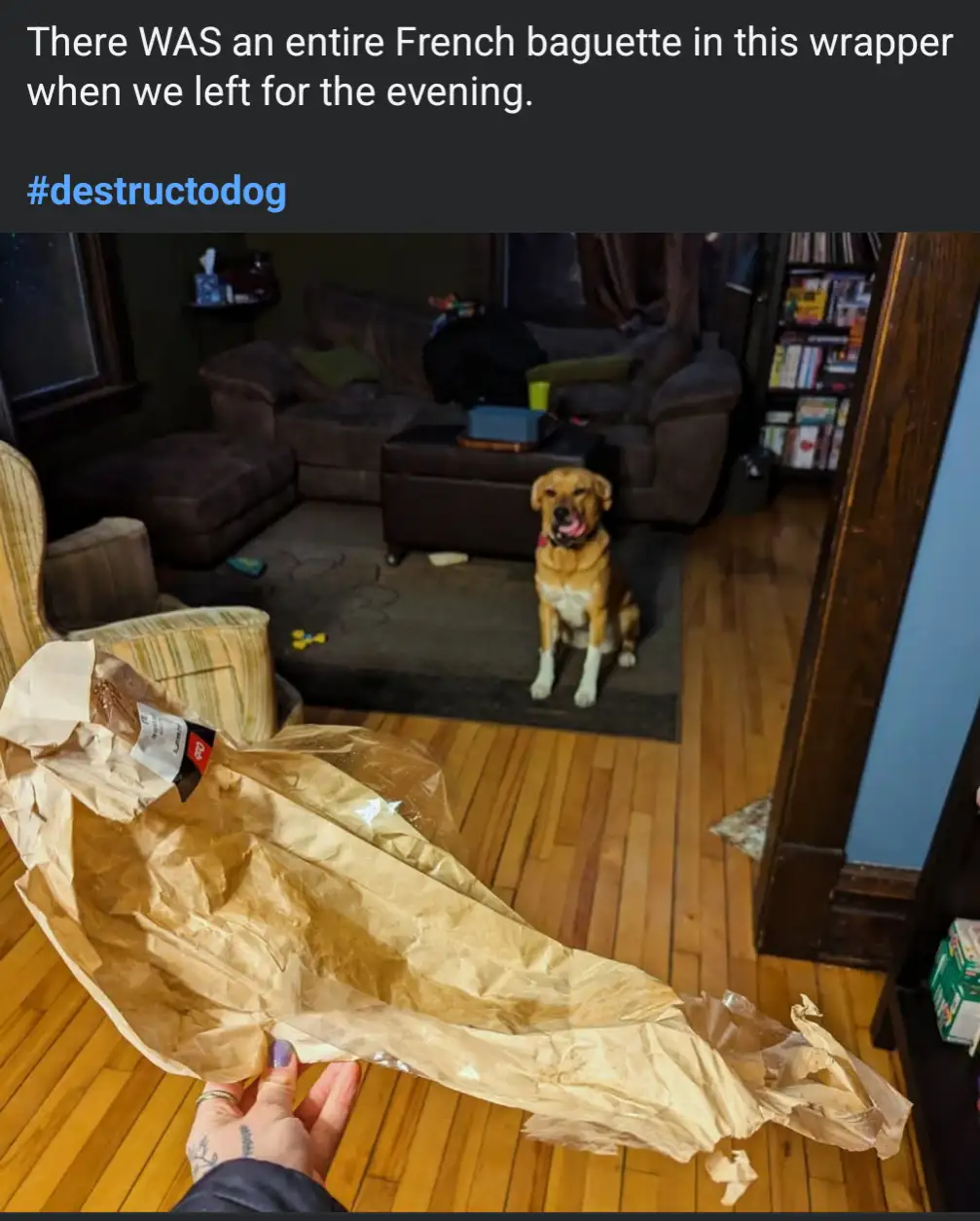 A person holds up a crumpled, empty brown paper bag in a living room, implying a dog destroyed the baguette inside. In the…