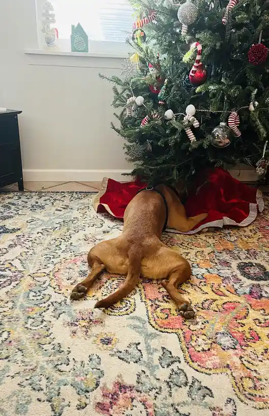 Each Enjoying the Tree in Their Unique Way