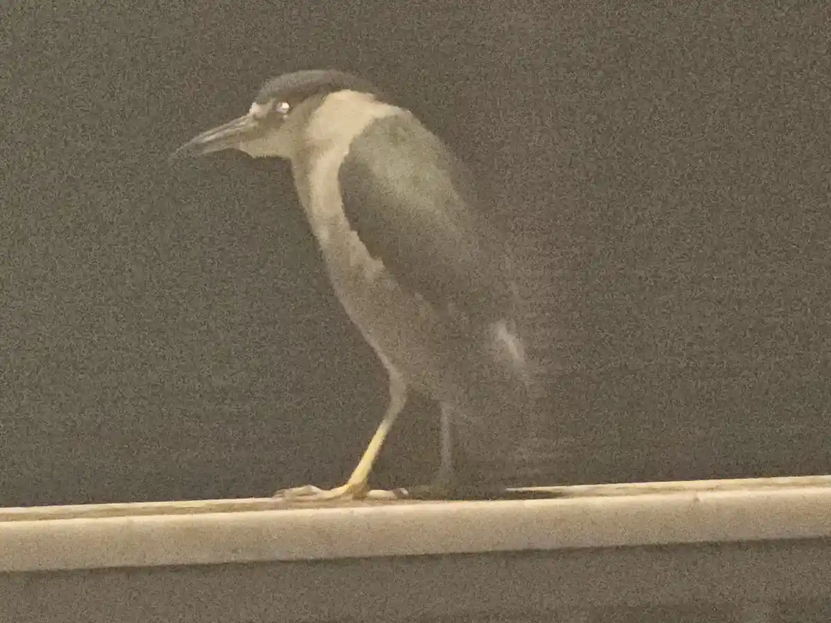 A black-crowned night heron stands on a ledge, its head tilted slightly, with overlaid text reading 'i'm not a bird, i'm a…