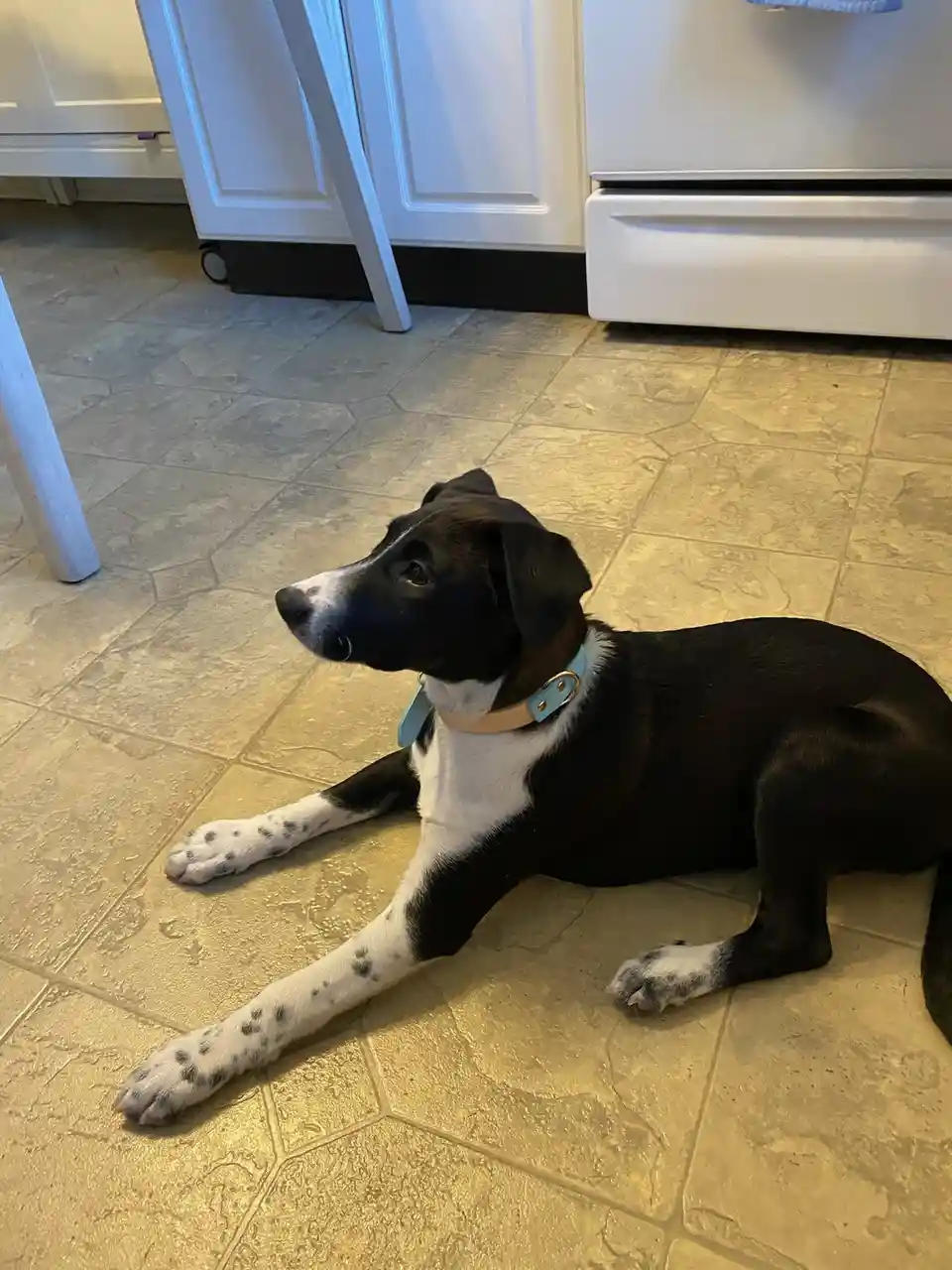 A black and white dog with spotted paws lies on a tiled kitchen floor, looking off to the side with a calm, slightly…