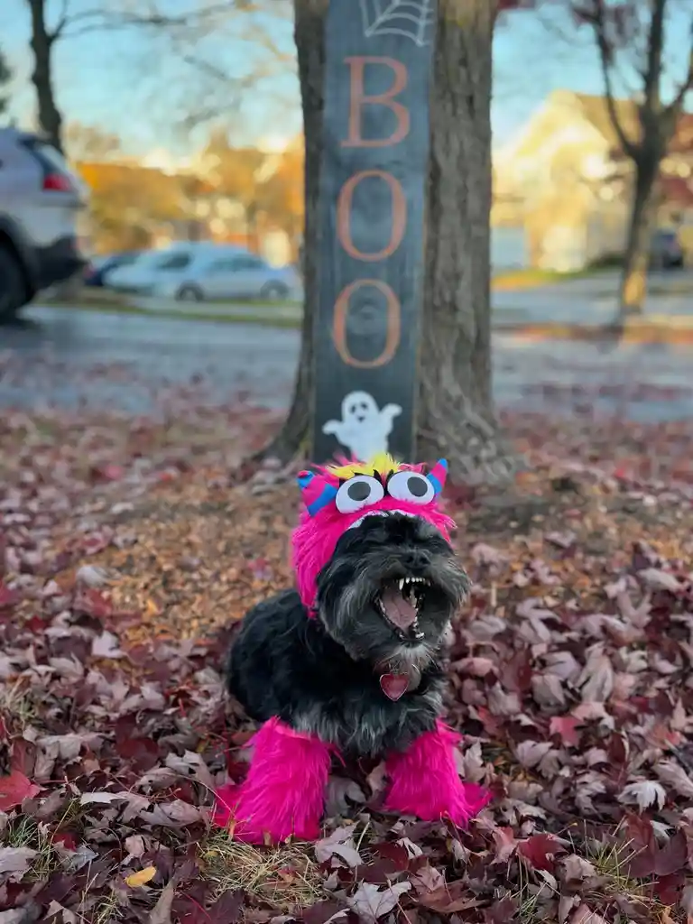 A small black dog wearing a bright pink, furry monster costume with large googly eyes and horns sits in a pile of autumn…