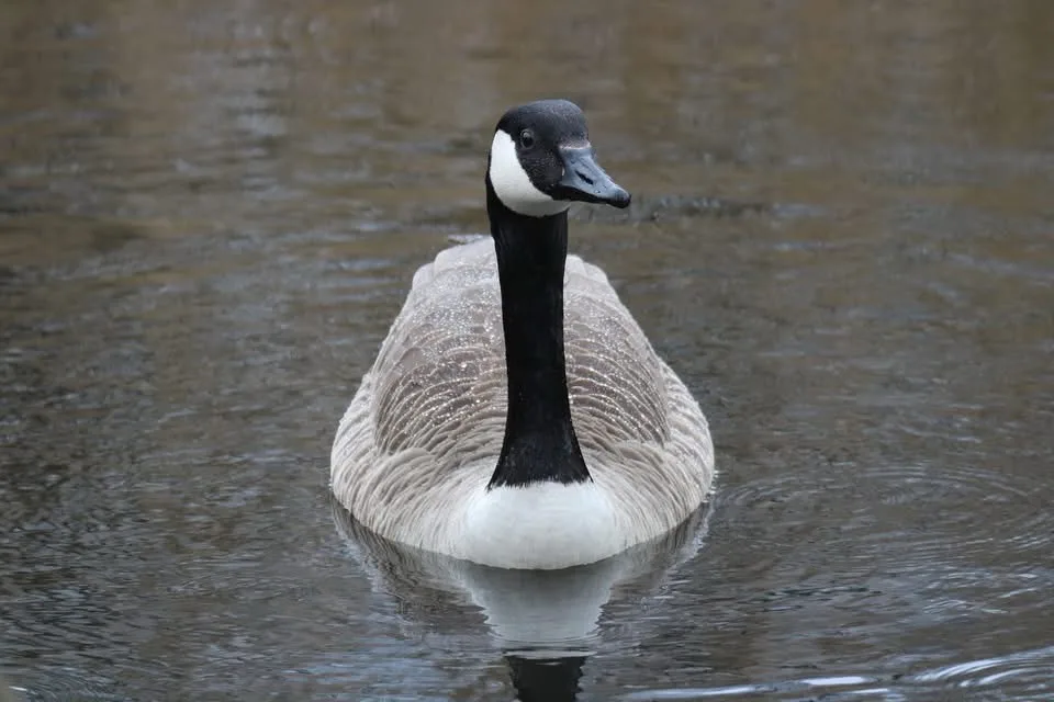 Just a curious goose wandering around