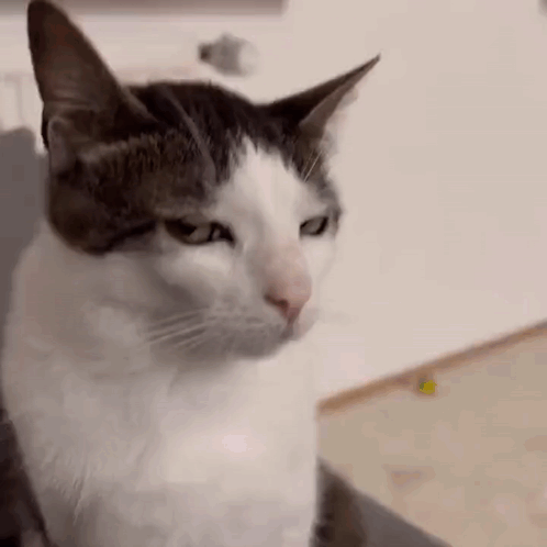 CAT5: The Ultimate Challenge