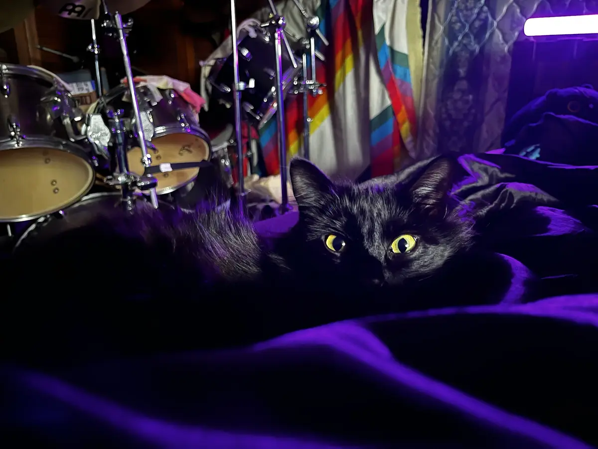 A black cat with glowing yellow eyes lies on a purple-lit bed, looking directly at the camera, with a drum set visible in…