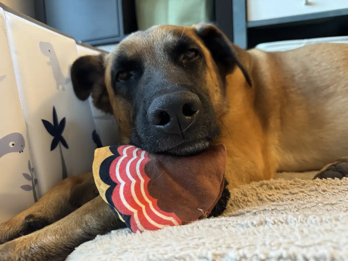 A tan and black dog with floppy ears lies on a fluffy white blanket, holding a colorful patterned fabric toy in its mouth…