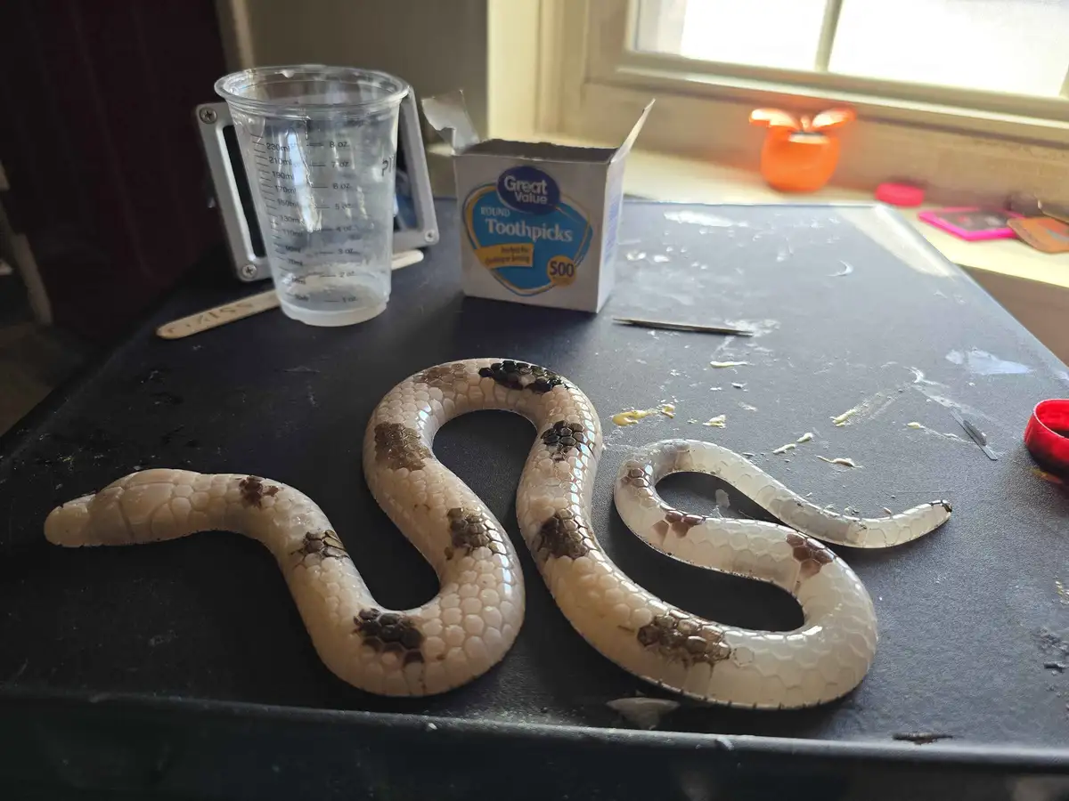 A pale snake with dark patches lies coiled on a black surface, next to a box of Great Value Round Toothpicks, a measuring…