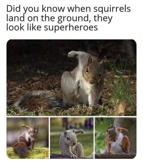 A composite image shows a grey squirrel in a crouched, superhero-like pose with one arm raised, accompanied by three smaller…