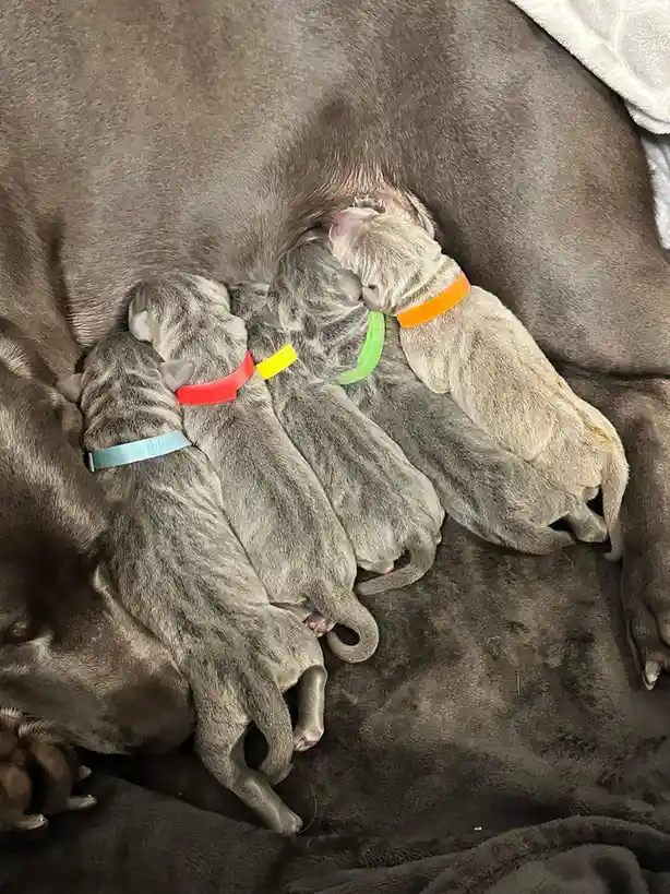Several newborn grey puppies, each wearing a brightly colored collar, are nursing from their mother, a large grey dog, while…