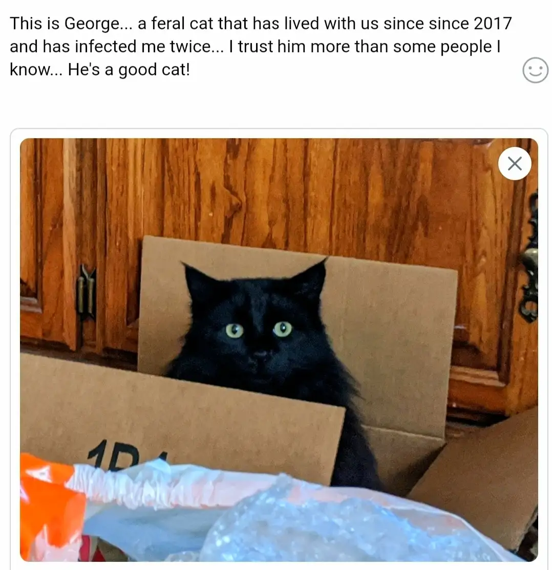 A black cat with bright green eyes peeks out from behind a cardboard box in a kitchen with wooden cabinets. The overlaid…