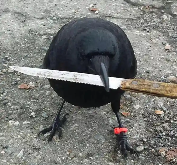 A black raven stands on gravel, holding a serrated knife horizontally in its beak. One of its feet has a bright red plastic…