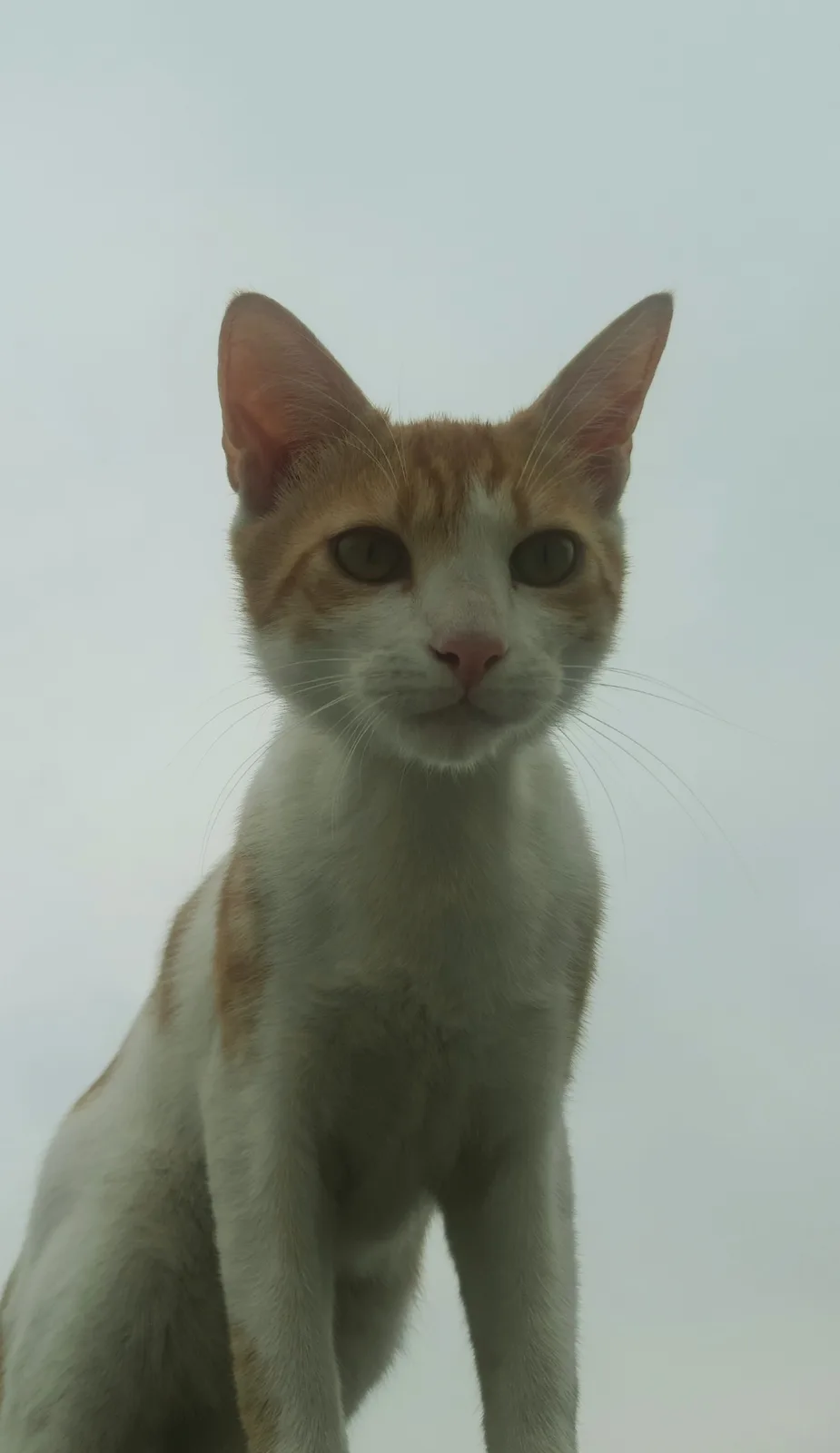 A close-up photo shows a white and ginger cat looking directly at the camera with a serious, unimpressed expression against…