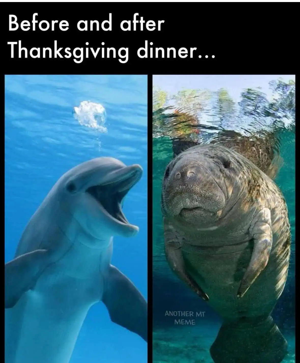 The image is a split-screen meme showing a dolphin on the left with its mouth open in a joyful, excited expression, and a…